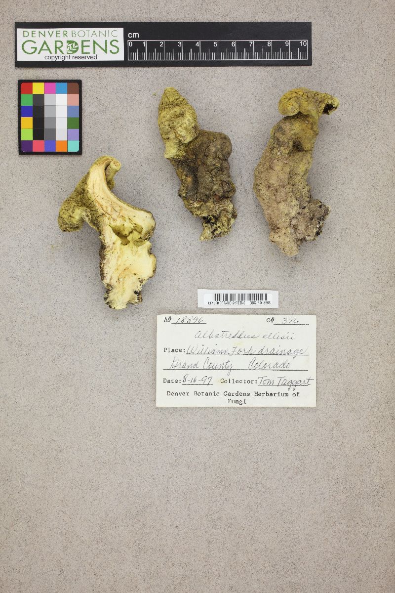 Albatrellus ellisii image