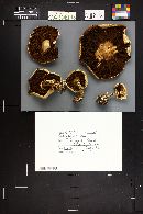 Agrocybe smithii image