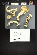 Leucopaxillus albissimus image
