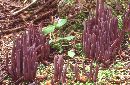 Alloclavaria purpurea image