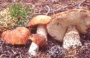 Leccinum fibrillosum image