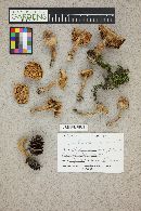 Tricholoma vaccinum image