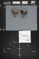 Russula albonigra image