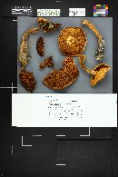 Phaeolepiota aurea image