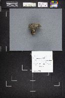 Boletopsis grisea image