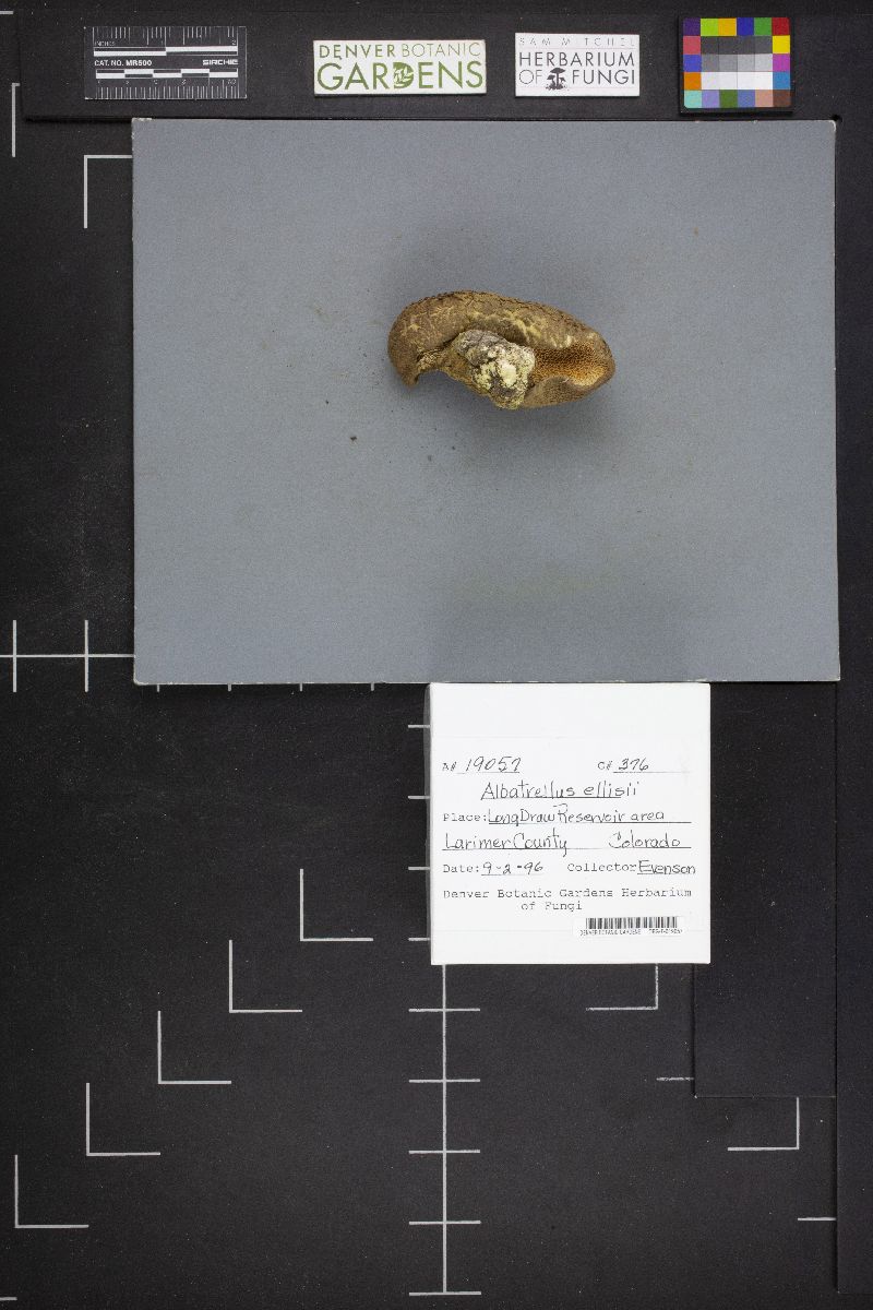 Albatrellus ellisii image