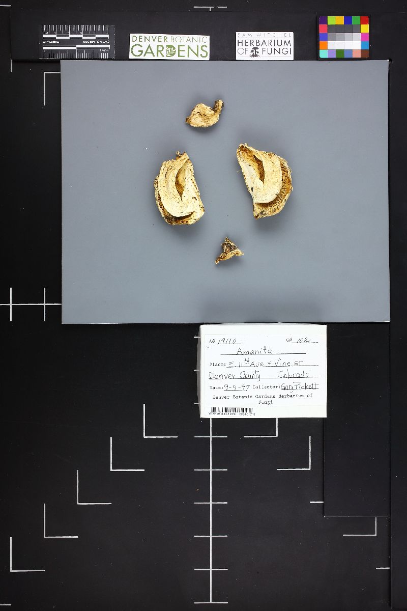 Amanita prairiicola image