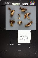 Cortinarius laniger image