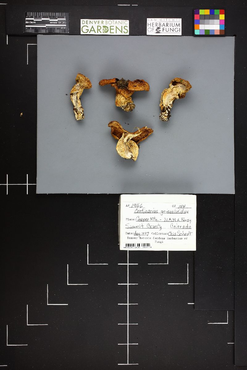 Cortinarius griseoluridus image