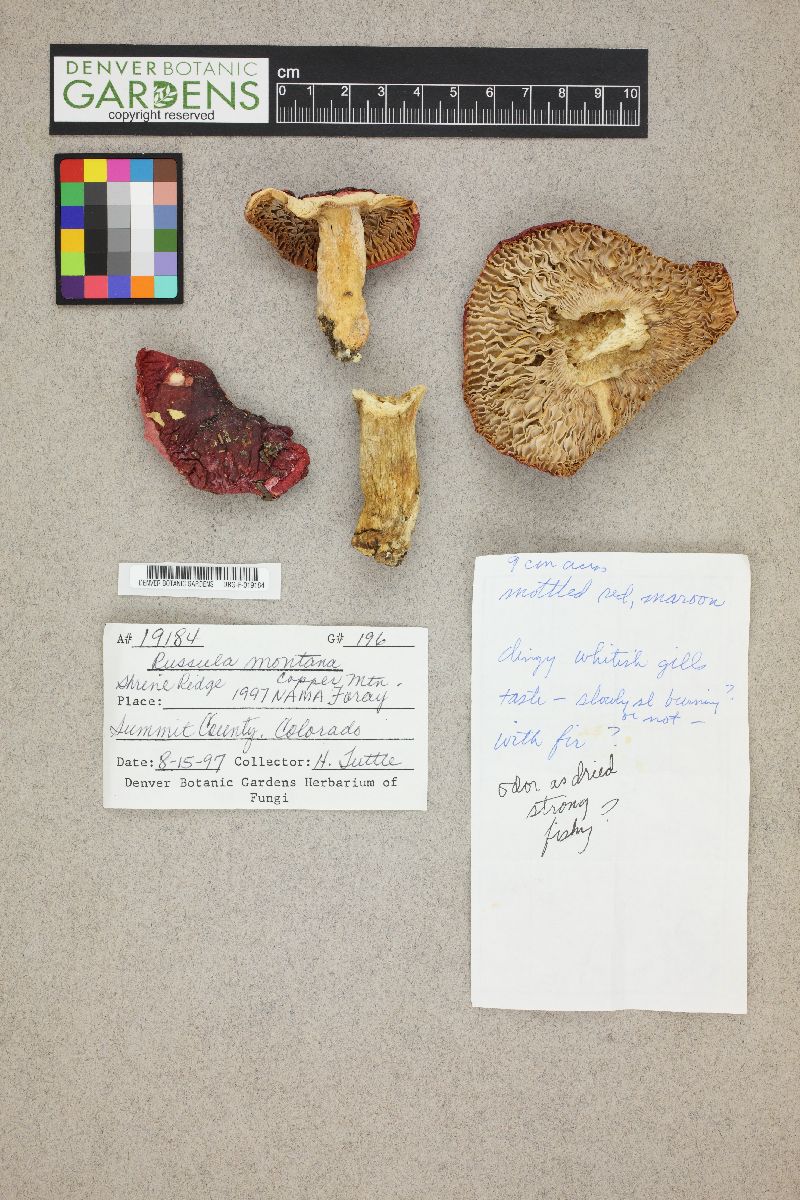 Russula montana image