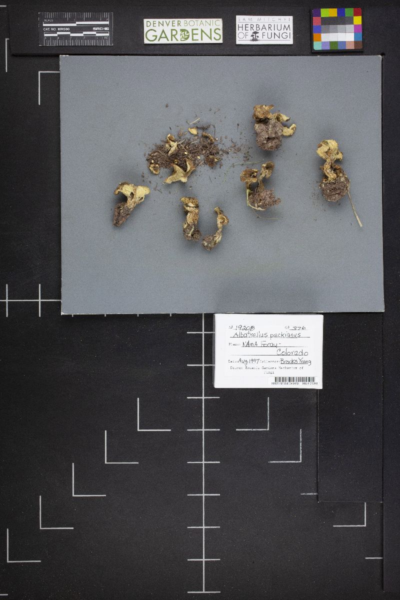 Xanthoporus peckianus image