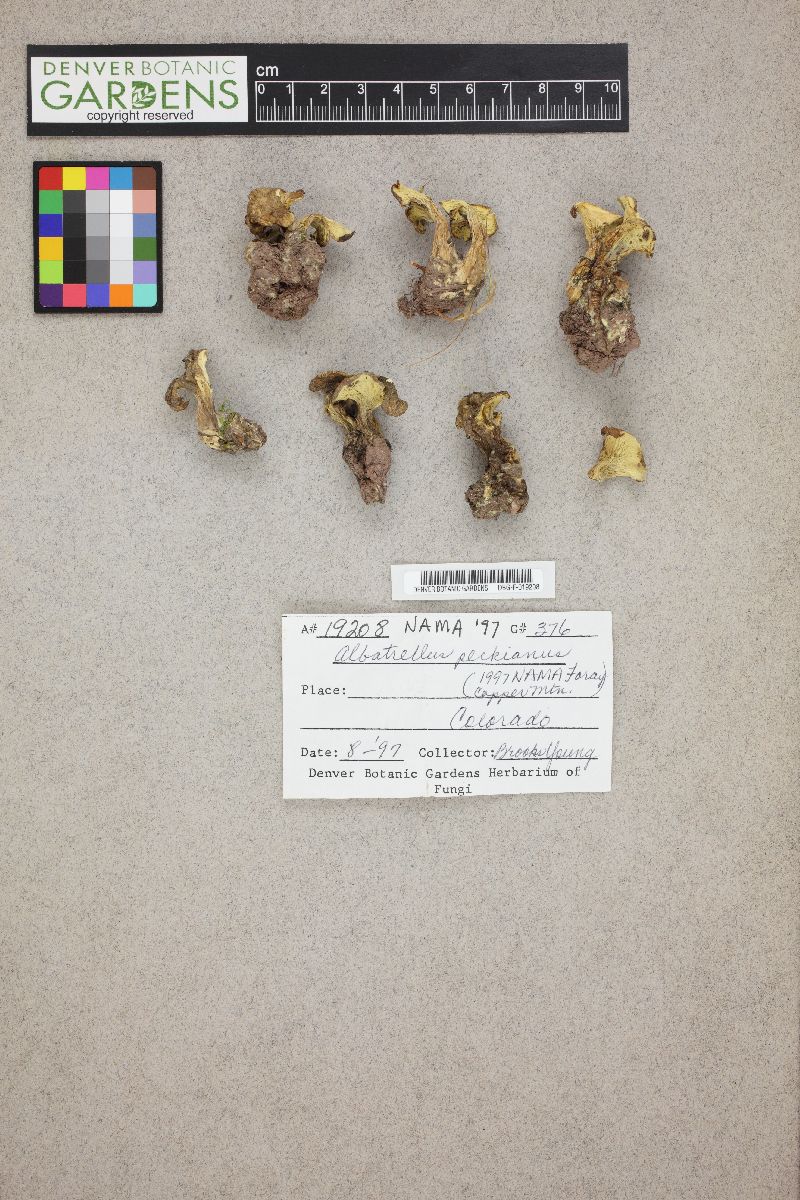 Xanthoporus peckianus image