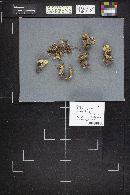 Xanthoporus peckianus image