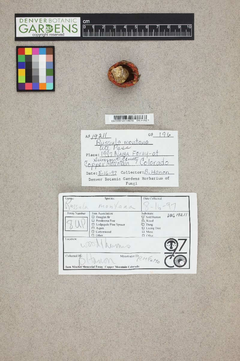 Russula montana image