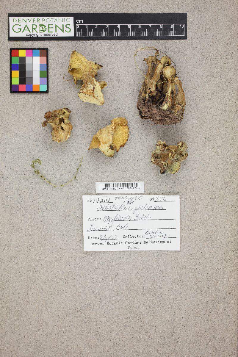 Xanthoporus peckianus image