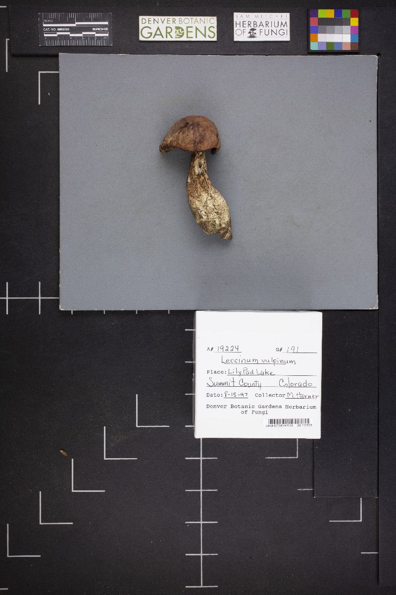 Leccinum vulpinum image