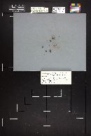 Arrhenia auriscalpium image