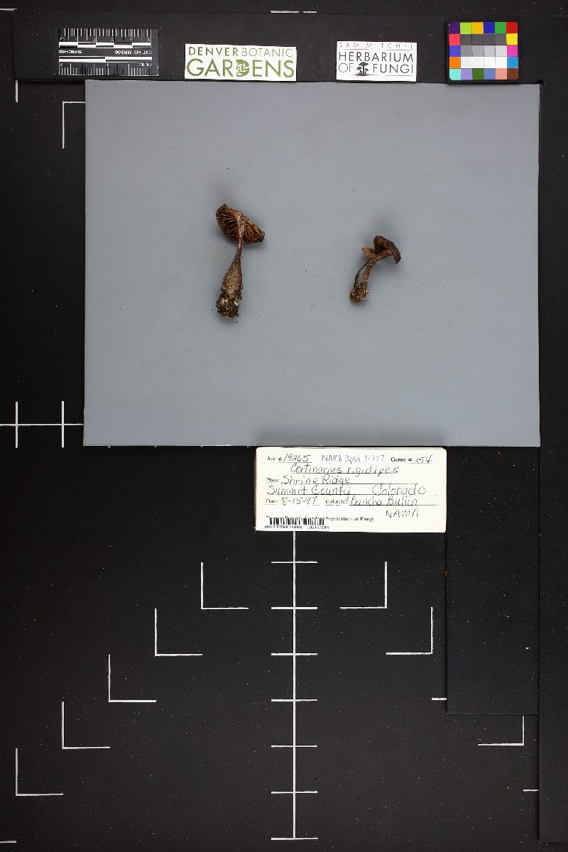 Cortinarius rigidipes image
