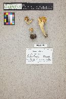 Helvella crispa image