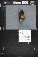 Fomitopsis cajanderi image