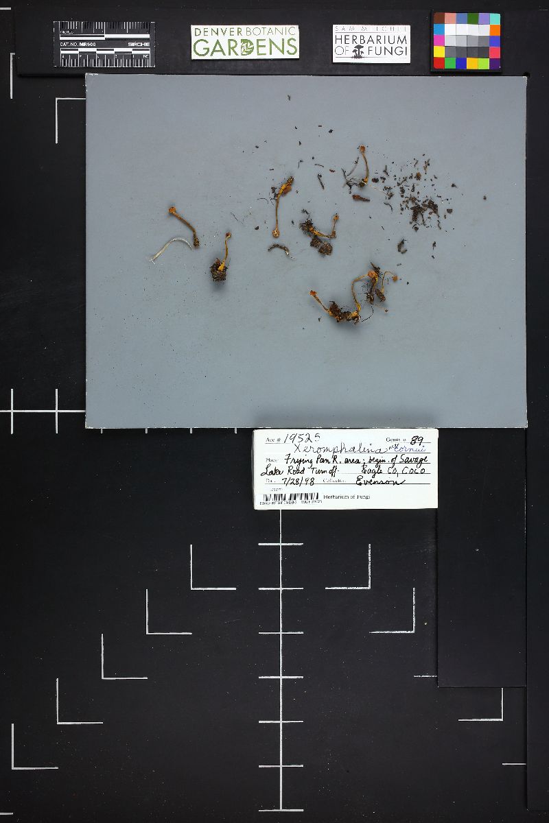 Xeromphalina cornui image