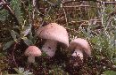 Hebeloma avellaneum image