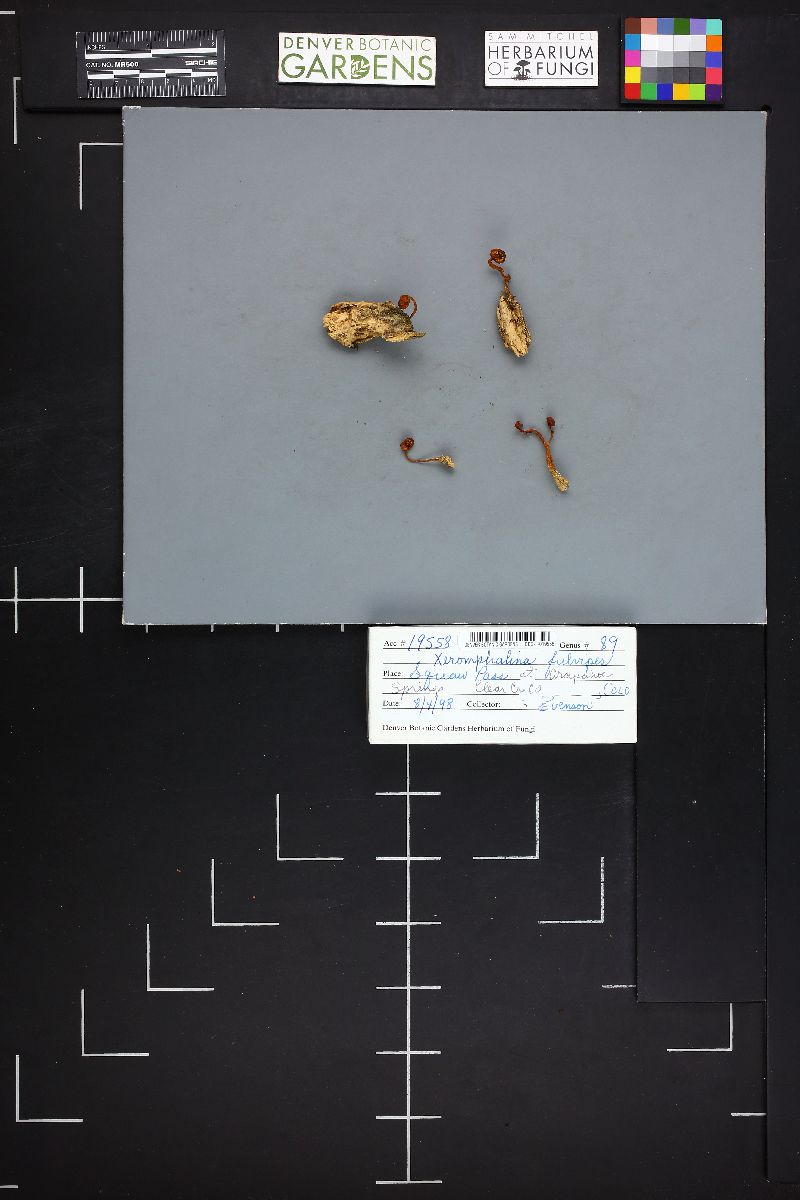 Xeromphalina fulvipes image