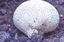 Calvatia bovista image