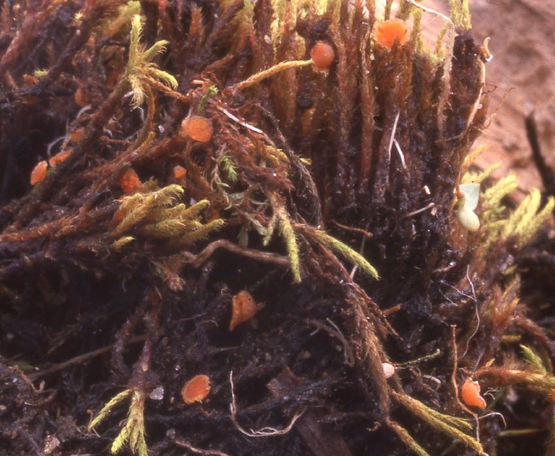 Octospora tuberculatella image