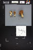 Ramaria botrytis image