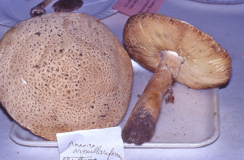 Amanita armillariiformis image