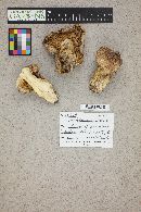 Tricholoma populinum image