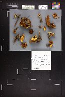 Pholiota scamba image