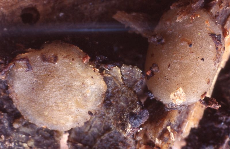 Pachyella babingtonii image