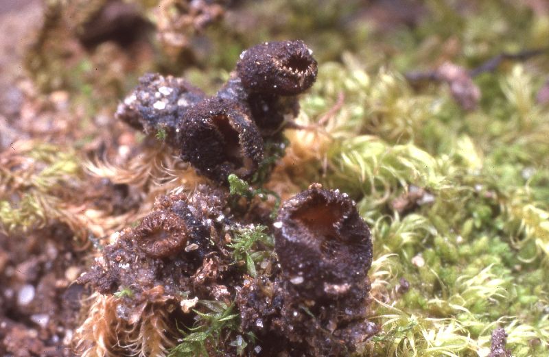 Trichophaea gregaria image