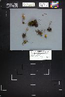 Xeromphalina picta image