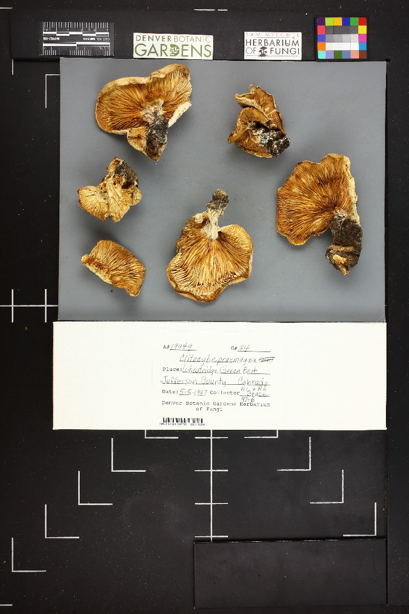 Clitocybe praemagna image