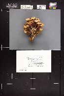Clitocybula familia image