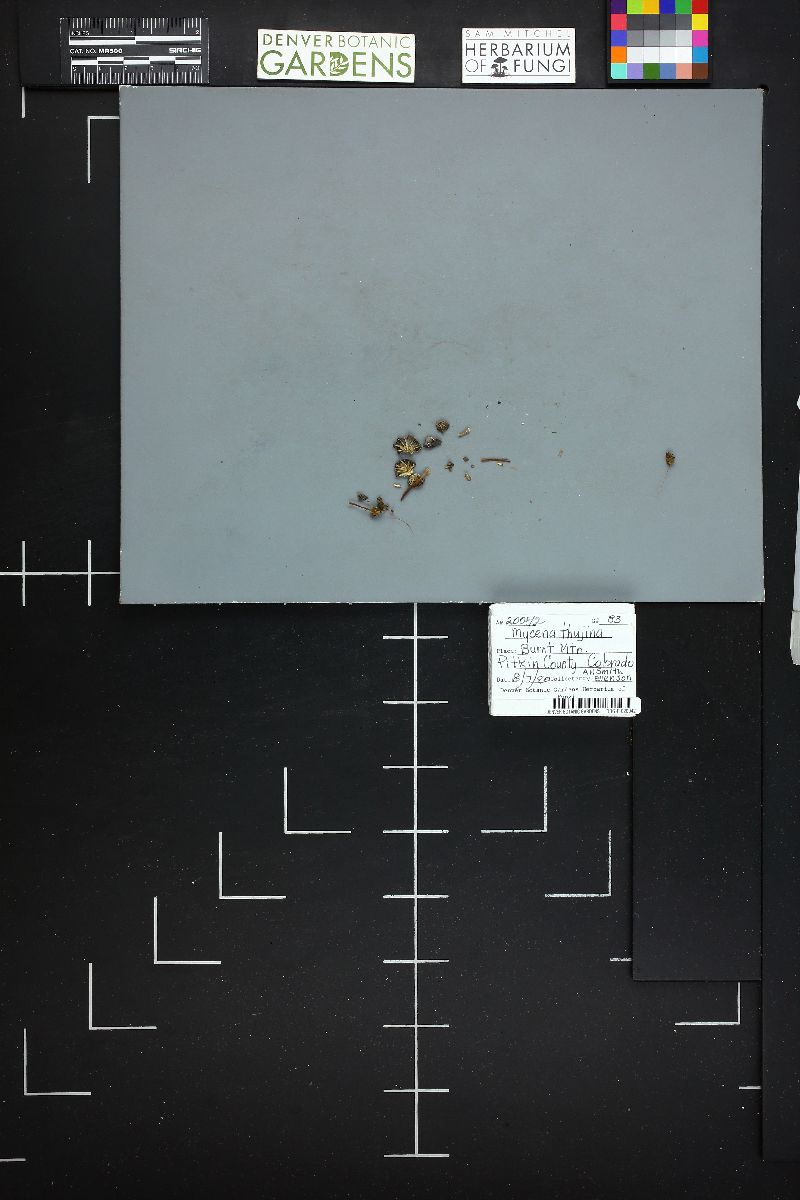 Mycena thujina image