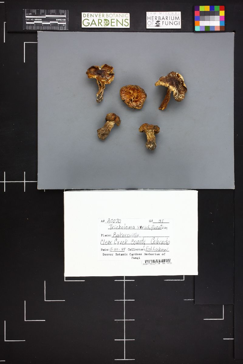 Tricholoma viridifucatum image