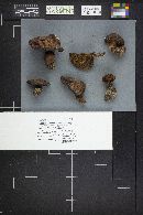 Suillus caerulescens image