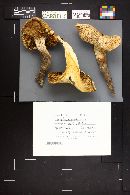 Neolentinus ponderosus image