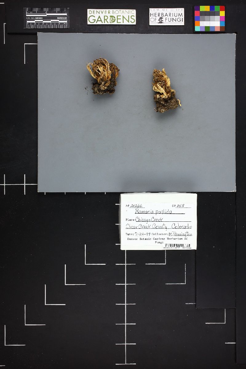 Ramaria pallida image
