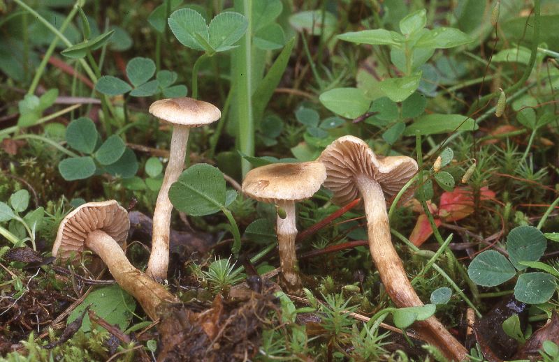 Hebeloma flaccidum image