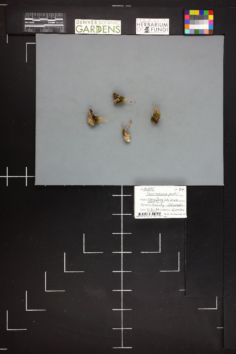 Loreleia postii image