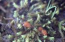 Lamprospora ovalispora image