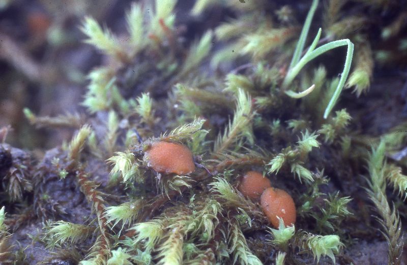 Lamprospora ovalispora image