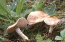 Hebeloma crustuliniforme image