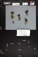 Cortinarius iodes image