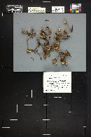 Marasmius palmivorus image